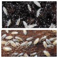 Onischi isopodi pulitori per terrario bioattivo