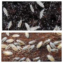 Onischi isopodi pulitori per terrario bioattivo