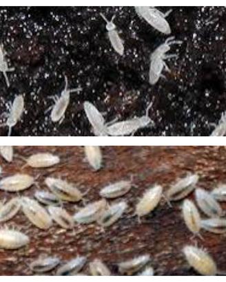 Onischi isopodi pulitori per terrario bioattivo
