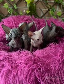 Sphynx