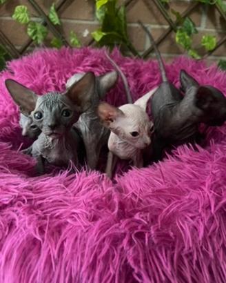 Sphynx