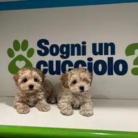 Maltipoo Crema toy da maltese barboncino mini