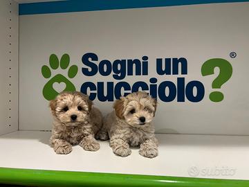 Maltipoo Crema toy da maltese barboncino mini