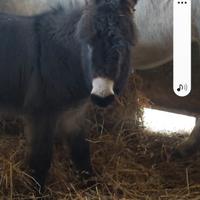 Asinella nana sarda 6 mesi