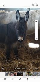 Asinella nana sarda 6 mesi