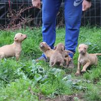 Cuccioli pitbull rednose pedigree