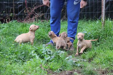 Cuccioli pitbull rednose pedigree