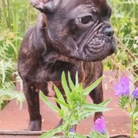 Bulldog Francese