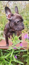 Bulldog Francese