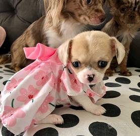Chihuahua cuccioli