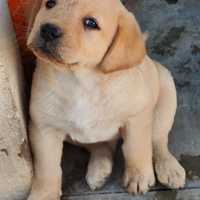 Cucciola di labrador