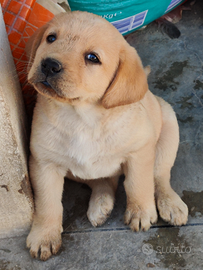 Cucciola di labrador