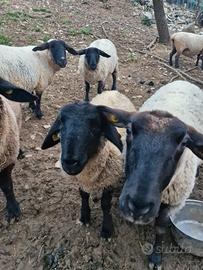 Pecore ed agnelli razza Suffolk