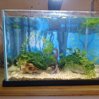 Acquario  in vetro con piante vere