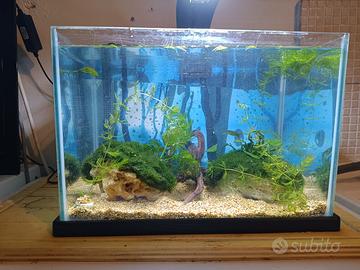 Acquario  in vetro con piante vere
