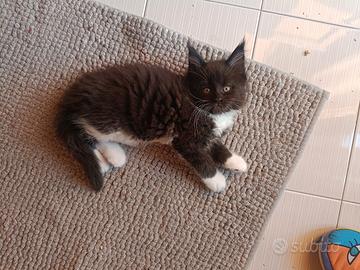 Cucciola Manine Coon