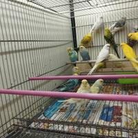 Pappagallini cocorite