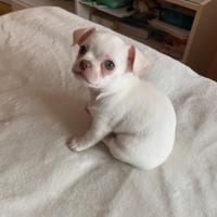 Disponibile cucciolo chihuahua