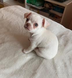 Disponibile cucciolo chihuahua