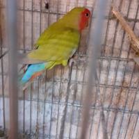 Agapornis roseincollins N.T