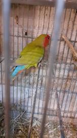 Agapornis roseincollins N.T