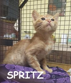 Spritz micino rosso di 3 mesi