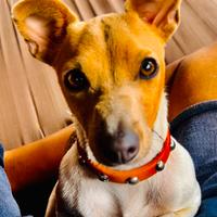 Cuccioli di Jack Russell