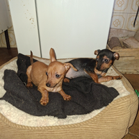 Cuccioli di pincher toy