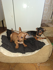 Cuccioli di pincher toy
