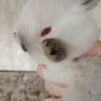 Conigli puri con certificato di provenienza