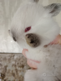 Conigli puri con certificato di provenienza