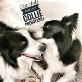 Leggere testo border collie cucciola