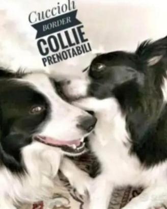 Leggere testo border collie cucciola