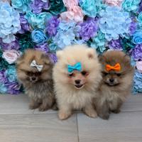 Spitz di Pomerania