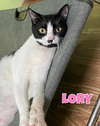 Lory gatta bianconera di 2 anni