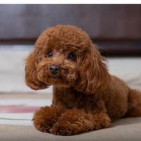 Non puoi più tenere il tuo amato Barboncino ?