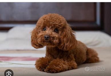 Non puoi più tenere il tuo amato Barboncino ?