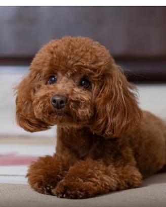 Non puoi più tenere il tuo amato Barboncino ?