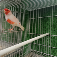 Canarini mosaici rossi