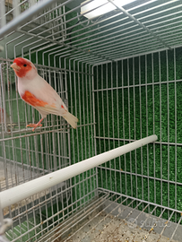 Canarini mosaici rossi