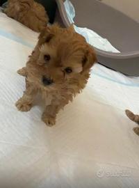 Malty poo mini toy