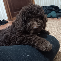Cucciolo di Lagotto Romagnolo