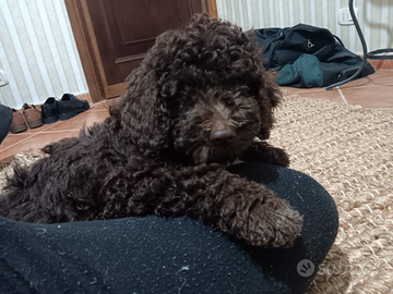 Cucciolo di Lagotto Romagnolo