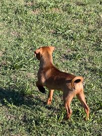 PINCHER maschio