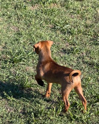 PINCHER maschio