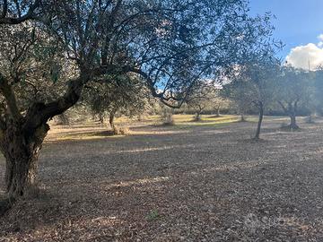 Oliveto recintato
