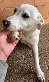 Cucciola simil labrador