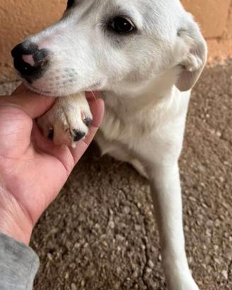 Cucciola simil labrador