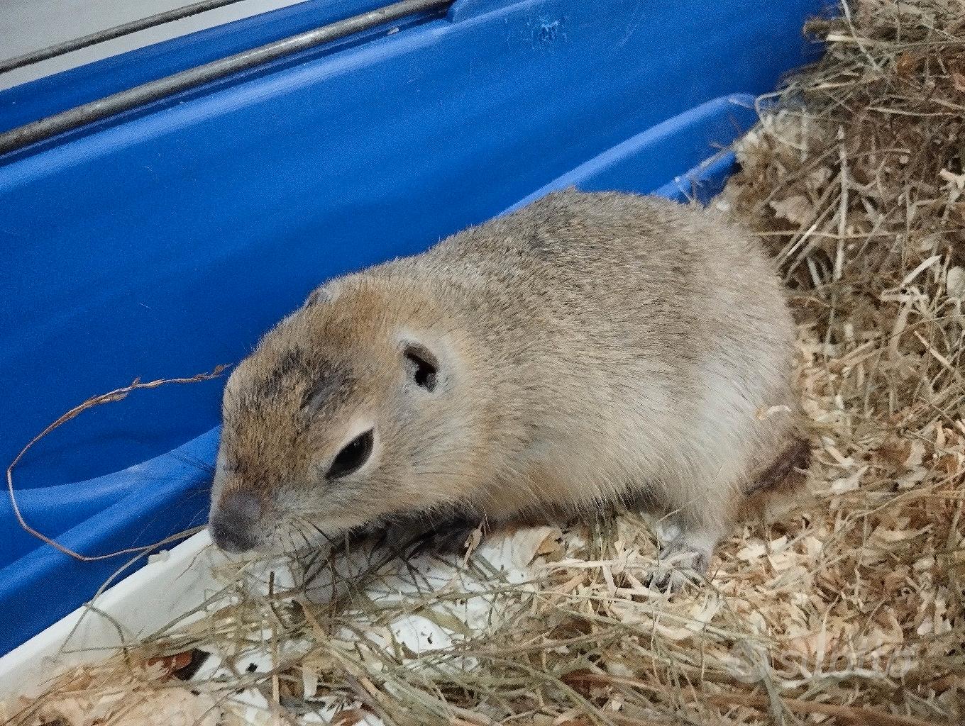 citello baby - Animali In vendita a Caserta
