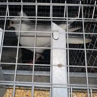 Coppia colombi bianchi ornamentali